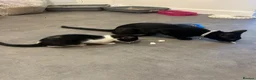 Mixed Breed cats for sale: 4 beautiful kittens for sale in Southampton - Advert 5