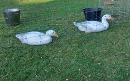 Geese poultry for sale: Pilgrim goslings - Image 5