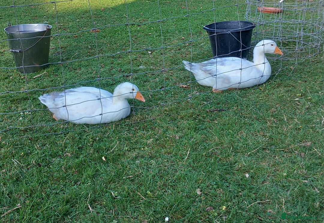 Geese poultry for sale: Pilgrim goslings - Image 5