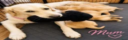 Golden Retriever dogs for sale: KC Registered Puppies From Our Much Loved Goldens! - Advert 10