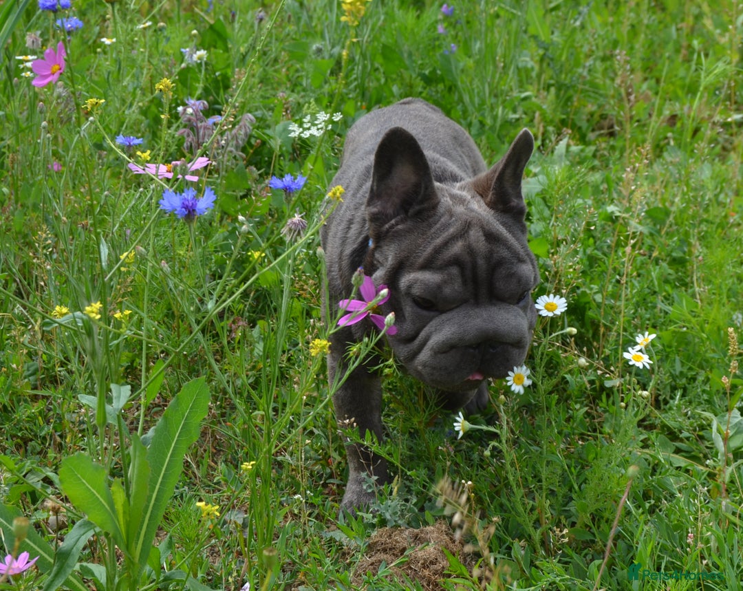 French Bulldog dogs for stud:  Elite Micro  Blue Frenchie Stud - Advert 2