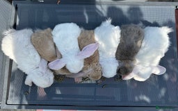 French Lop rabbits for sale: 🤍Pure Bred Giant French Lop Babies🤍 - Image 10