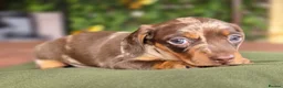 Miniature Dachshund dogs for sale: 1 little choc and tan girl ready to go now  - Advert 11