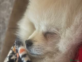 Pomeranian dogs Pomeranian male pups ready to go - Advert 14