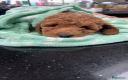 Cockapoo dogs for sale: Mylo our 9 weeks old cockapoo BOY - Advert 4