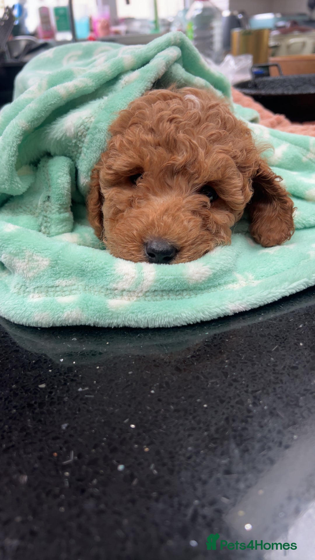 Cockapoo dogs for sale: Mylo our 9 weeks old cockapoo BOY - Advert 4