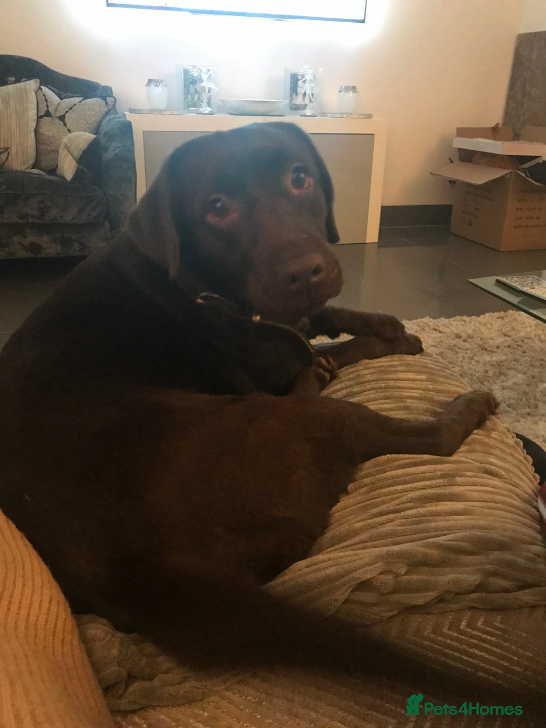 Labrador Retriever dogs for sale: Beautiful 3 year old girl - Advert 11