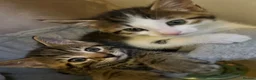 Mixed Breed cats for sale: Kittens  - Advert 4