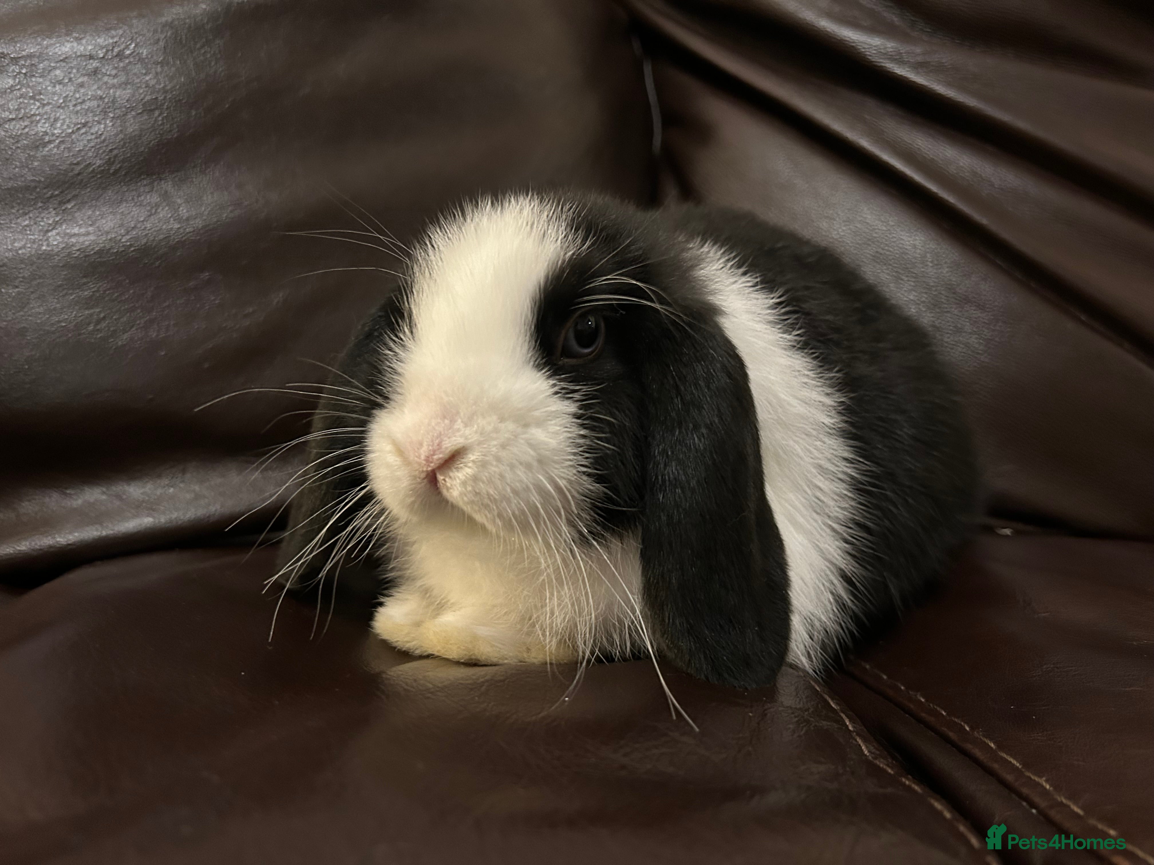 Mini Lop rabbits Lovely baby minilop for sale  - Advert 20