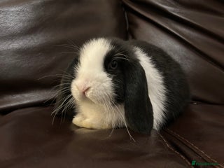 Mini Lop rabbits Lovely baby minilop for sale - Advert 22