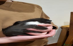 Guinea Pig rodents for sale: Female Guinea Pig  - Image 3