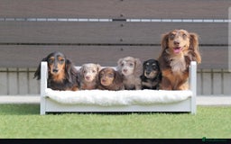 Dachshund dogs for sale: M/F Dachshund Pups - Image 4