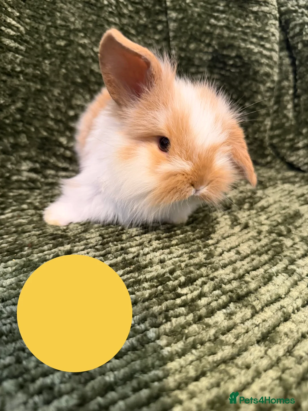 Mini Lop rabbits for sale: Mini Lop crossed Lion Lop Bunnies  - Advert 10
