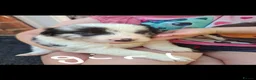 Border Collie dogs for sale: Gorgeous Border Collie Puppies - Advert 10
