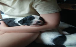 Mixed Breed dogs for sale:  Bearder collie x springer spaniel male puppy - Image 1