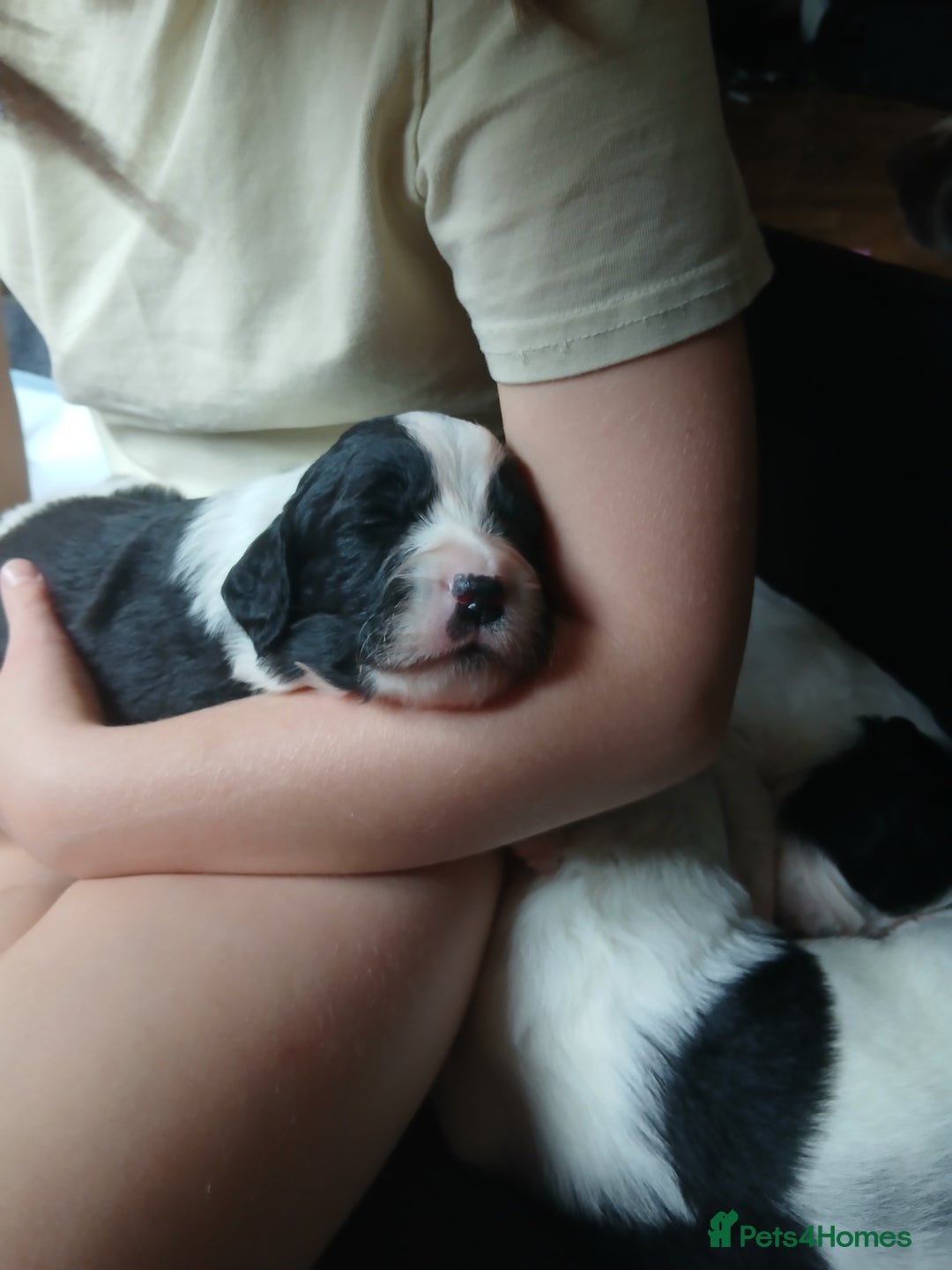 Mixed Breed dogs for sale:  Bearder collie x springer spaniel male puppy - Image 1