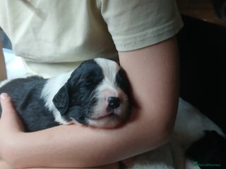 Mixed Breed dogs for sale - Advert 1