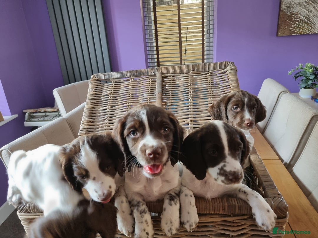English Springer Spaniel dogs for sale: English springer spaniel puppies  - Image 12