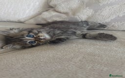 Persian cats for sale: Beautiful persian chinchilla kittens  - Image 13
