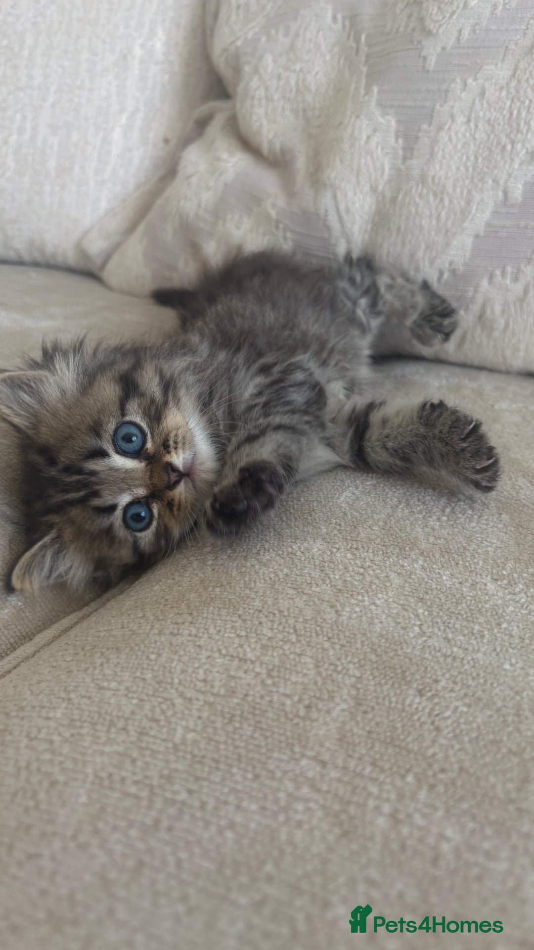 Persian cats for sale: Beautiful persian chinchilla kittens  - Image 13
