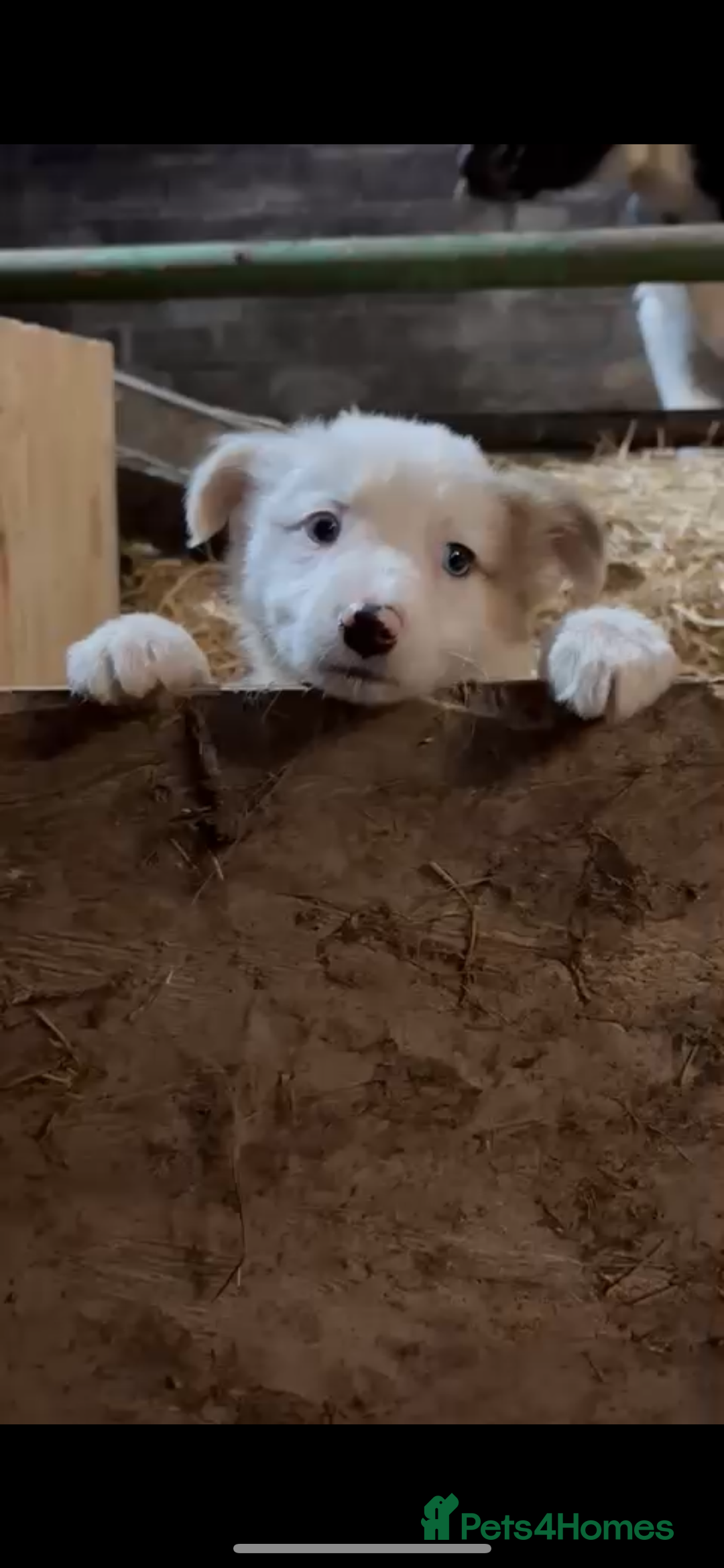 Mixed Breed dogs for sale: 4 collie x welsh collie pups  - Advert 5