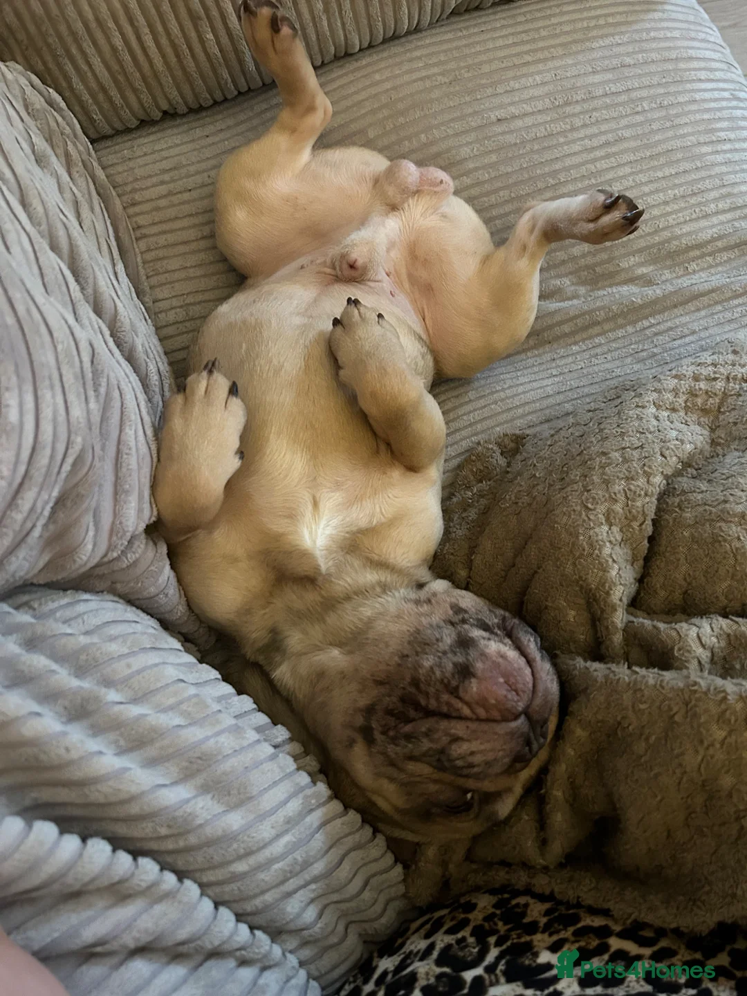 French Bulldog dogs for sale: Male French Bulldog - Advert 1