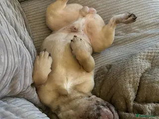 French Bulldog dogs Male French Bulldog - Advert 2