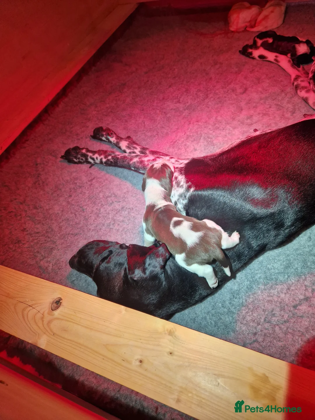 Pointer dogs for sale: English Pointer Puppies in Peebles - Advert 14