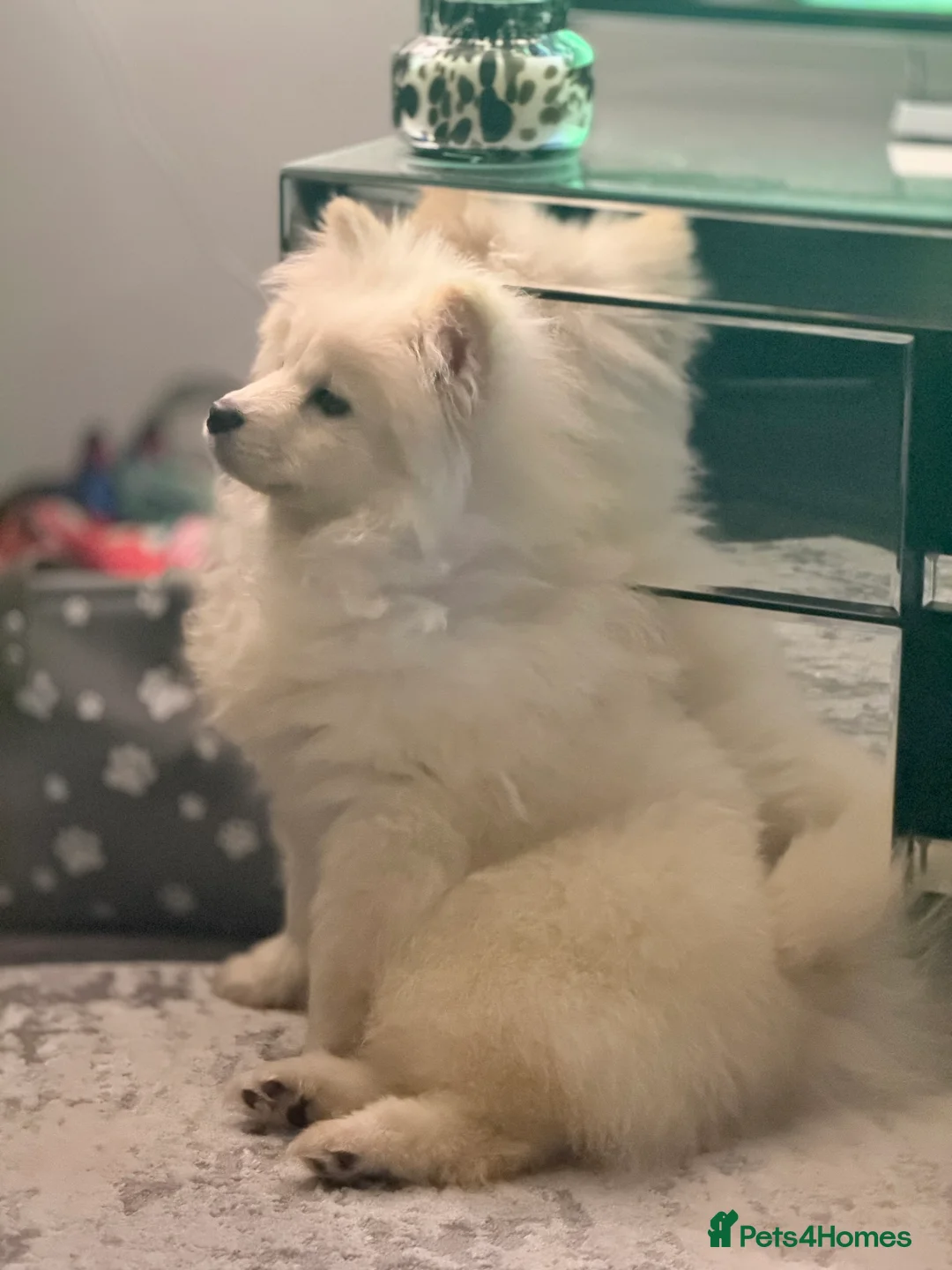 Mixed Breed dogs for sale: Chow Pom Puppy For Sale  - Advert 3