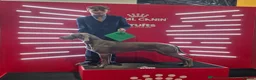 Weimaraner dogs for sale: Two gorgeous kc Weimaraner boys  - Advert 10