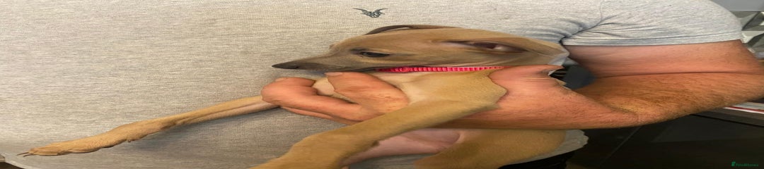 Italian Greyhound Puppy 3