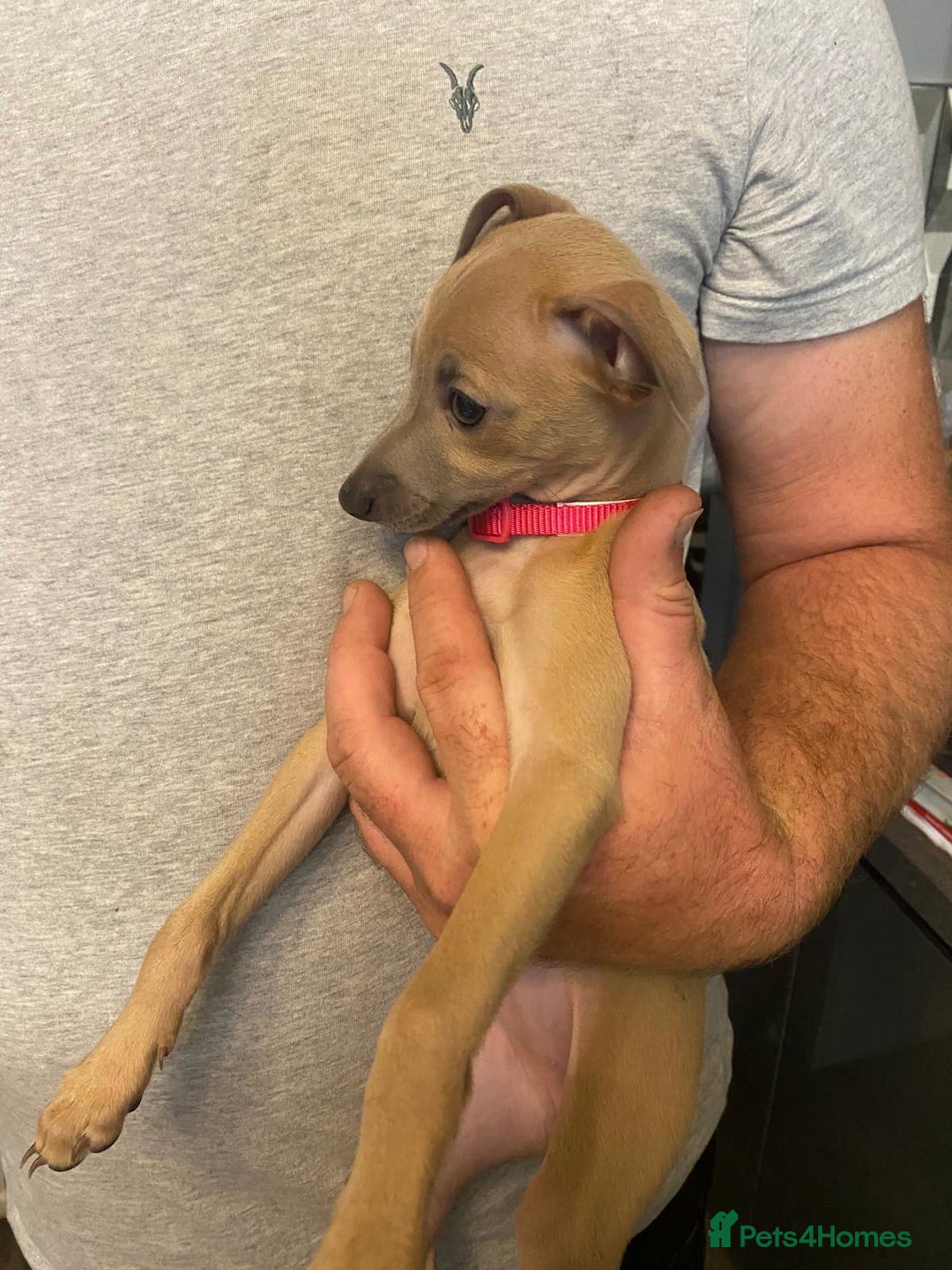 Italian Greyhound dogs for sale: Italian greyhound pups  - Image 4