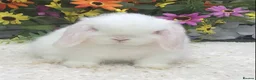 Mini Lop rabbits for sale: Mini lop buck - Advert 2