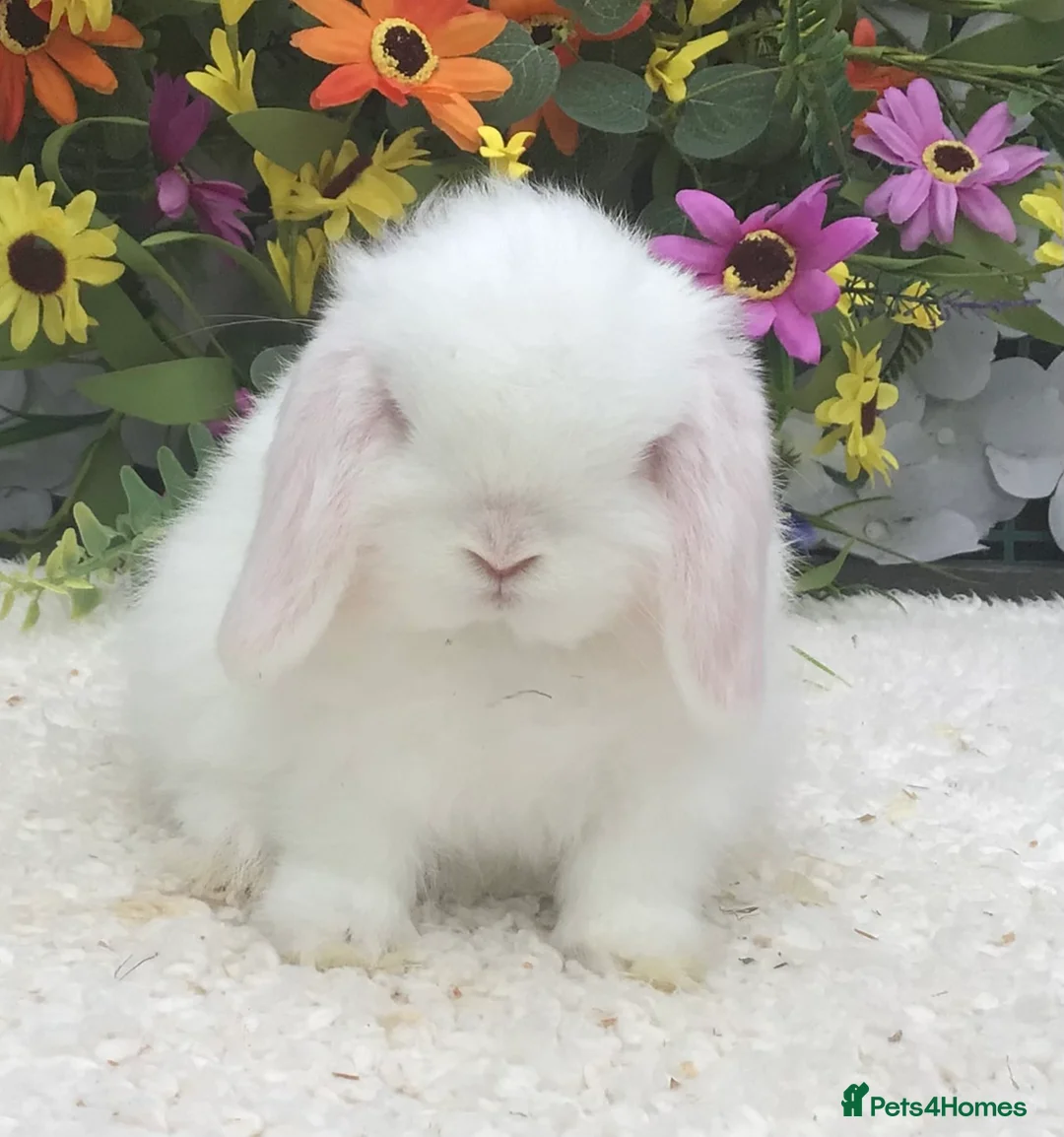 Mini Lop rabbits for sale: Mini lop buck - Advert 2