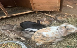 Mixed Breed rabbits for sale: Baby bunnies  - Image 3
