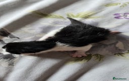 Domestic Shorthair cats for sale: Beautiful kittens ready 11th Sept - Image 23