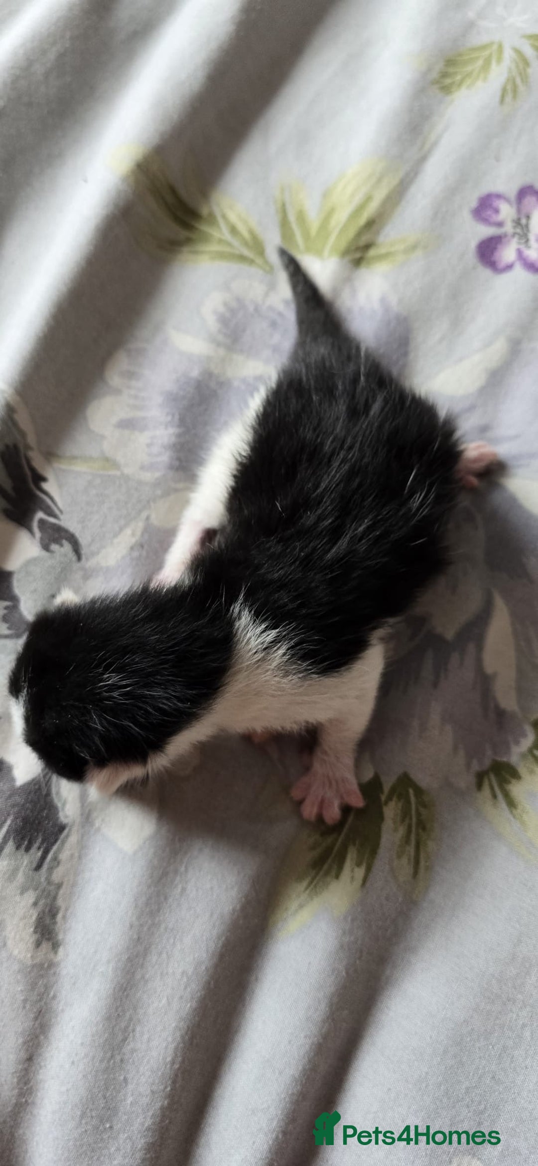 Domestic Shorthair cats for sale: Beautiful kittens ready 11th Sept - Image 23