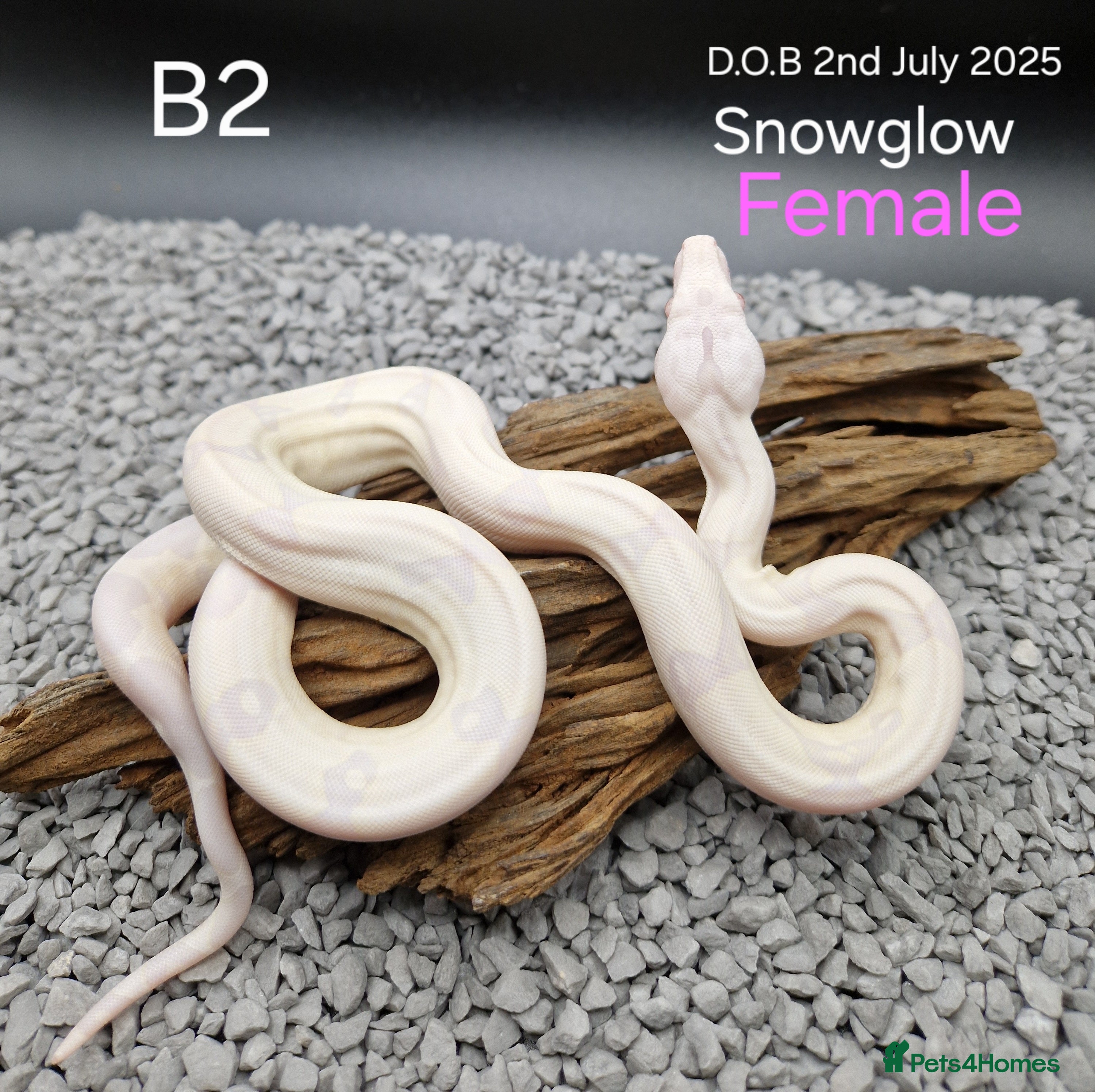 Boa Snake reptiles 2025 boa morphs - Advert 5