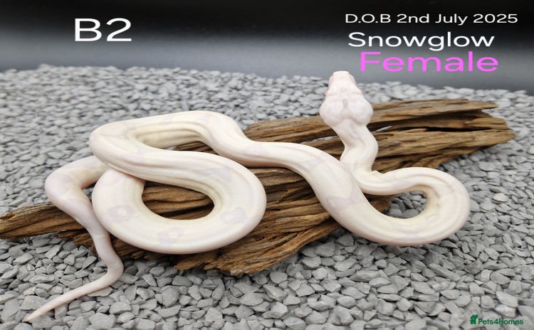 Boa Snake reptiles - Advert 1