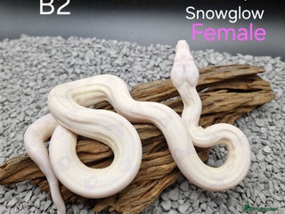 Boa Snake reptiles 2025 boa morphs - Advert 11