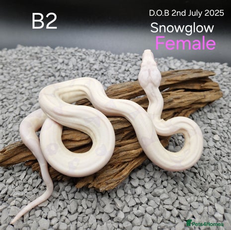 Boa Snake reptiles - Advert 1