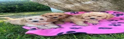 Cavapoochon dogs for sale: Cavapoochon girl puppies  - Advert 7