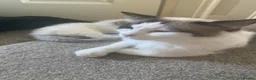 Ragdoll cats for sale: Blue lynx bi colour Ragdolls - Advert 2