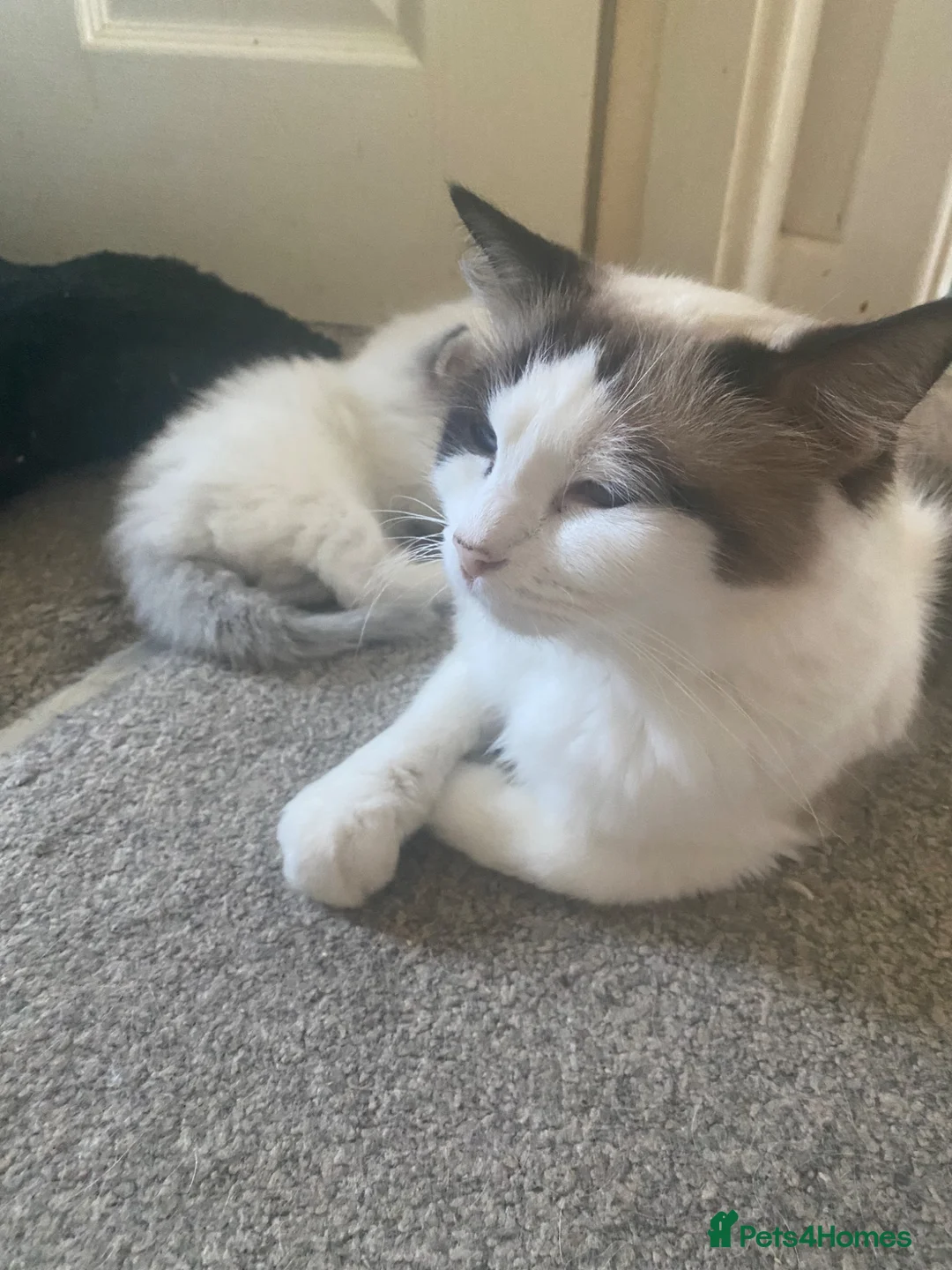 Ragdoll cats for sale: Blue lynx bi colour Ragdolls - Advert 2