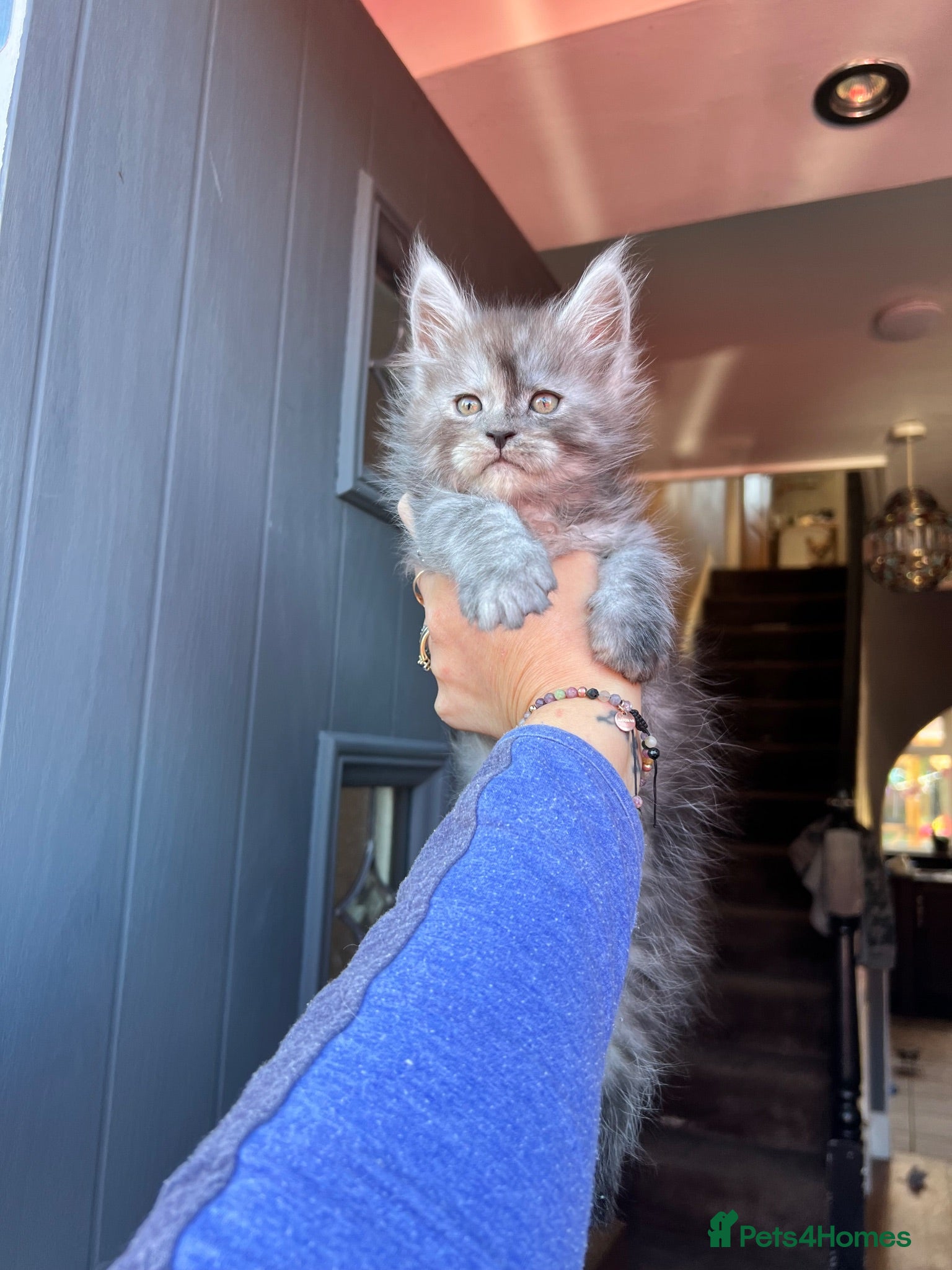 Maine Coon cats TICA registred Maine coon kittens. Rare colours  - Advert 2