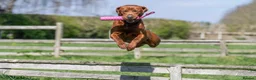 Labrador Retriever dogs for sale: Mahogany fox red Labrador  - Advert 5