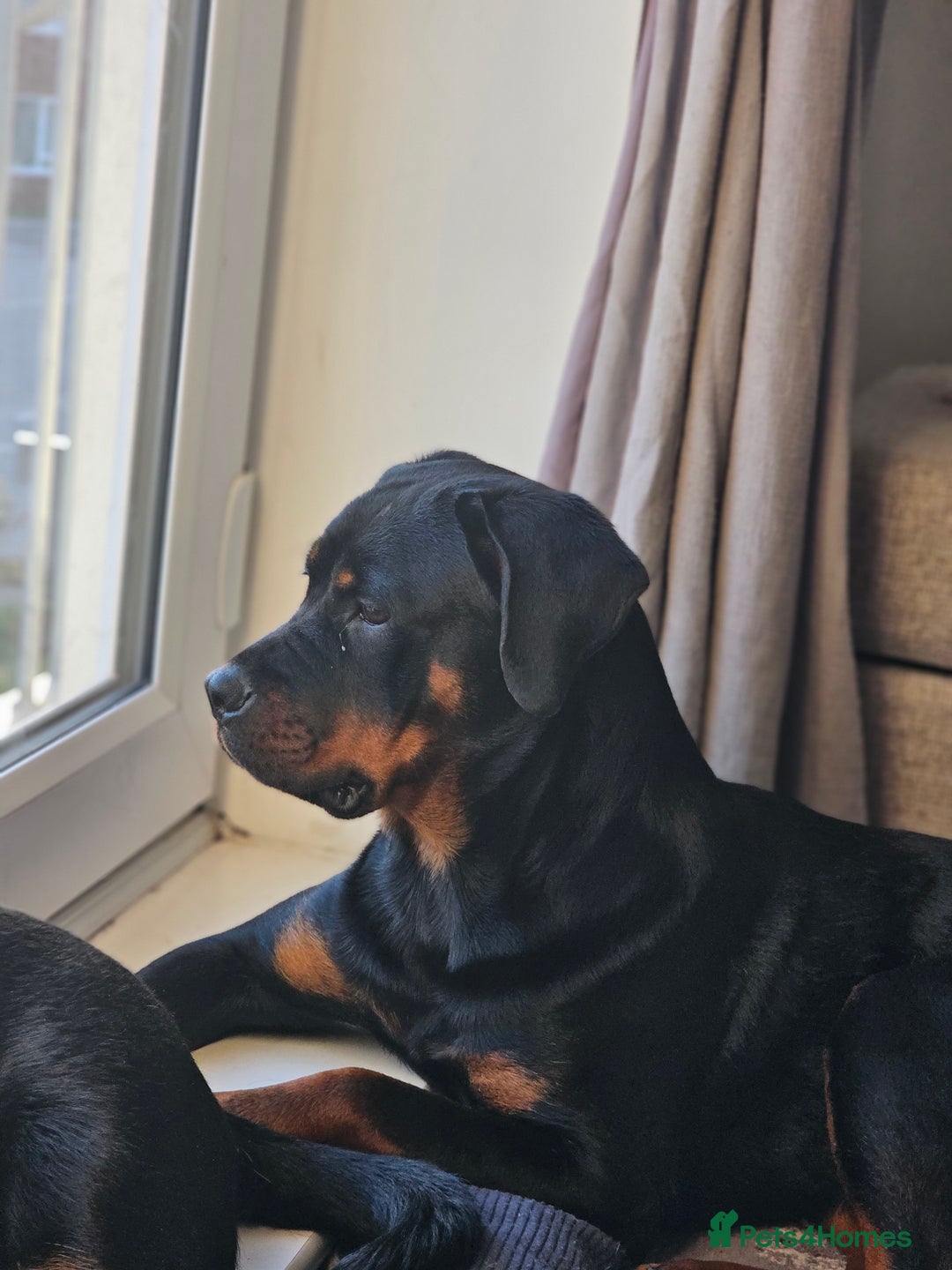 Rottweiler dogs for sale: 🖤 18-Month-Female Rottweiler – Loving, Loyal 🖤 - Image 4