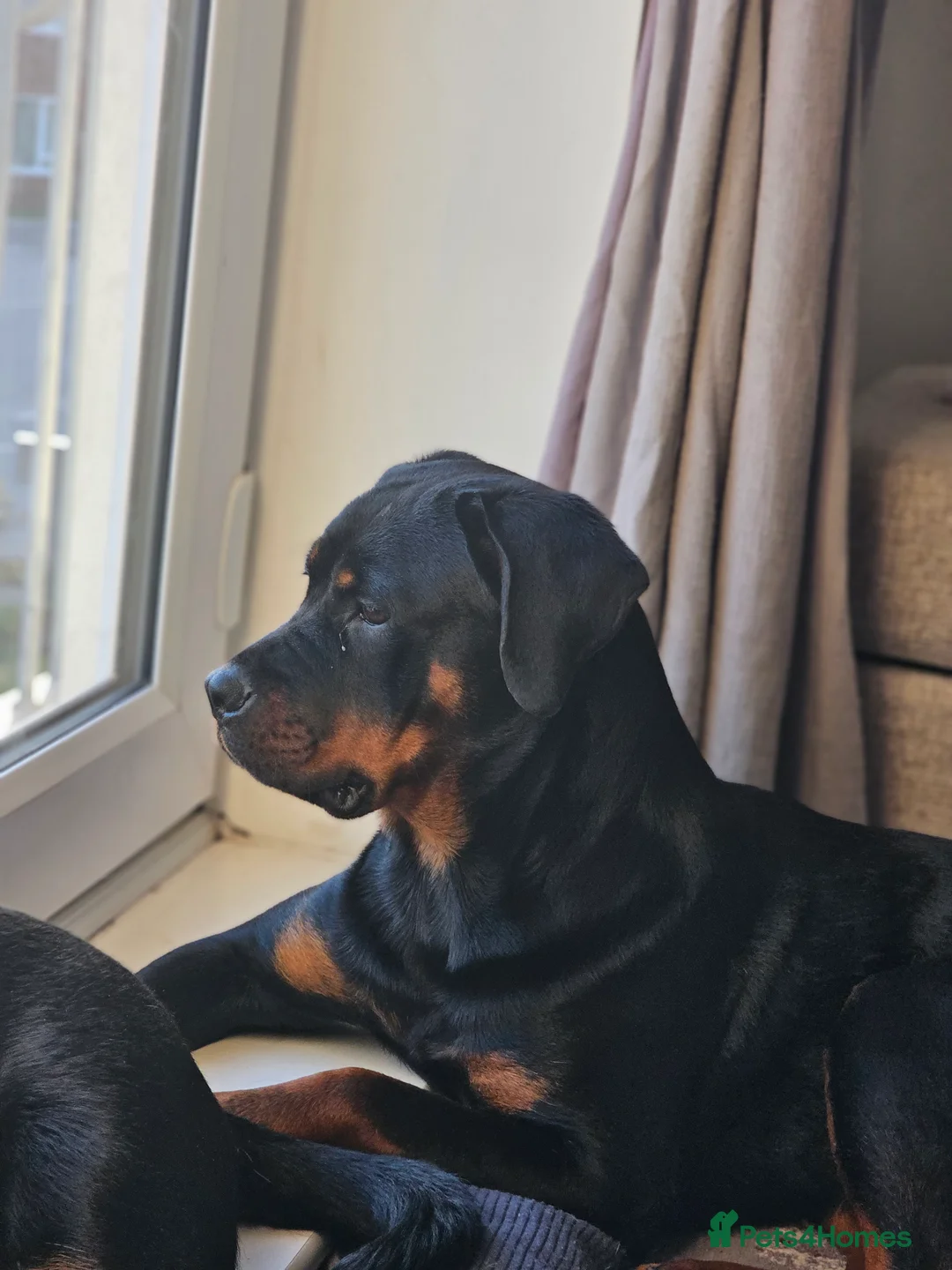 Rottweiler dogs for sale: 🖤 18-Month-Female Rottweiler – Loving, Loyal 🖤 - Advert 4