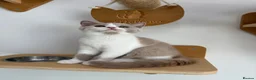 British Shorthair cats for sale: Beautiful GCCF Registered British Kittens - Advert 9