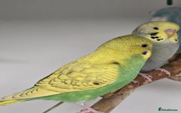 Budgerigars birds for sale: Gorgeous Baby Budgies ready now!!! - Image 8